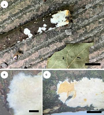 Two new corticioid species of Phanerochaetaceae (Polyporales, Basidiomycota) from Southwest China